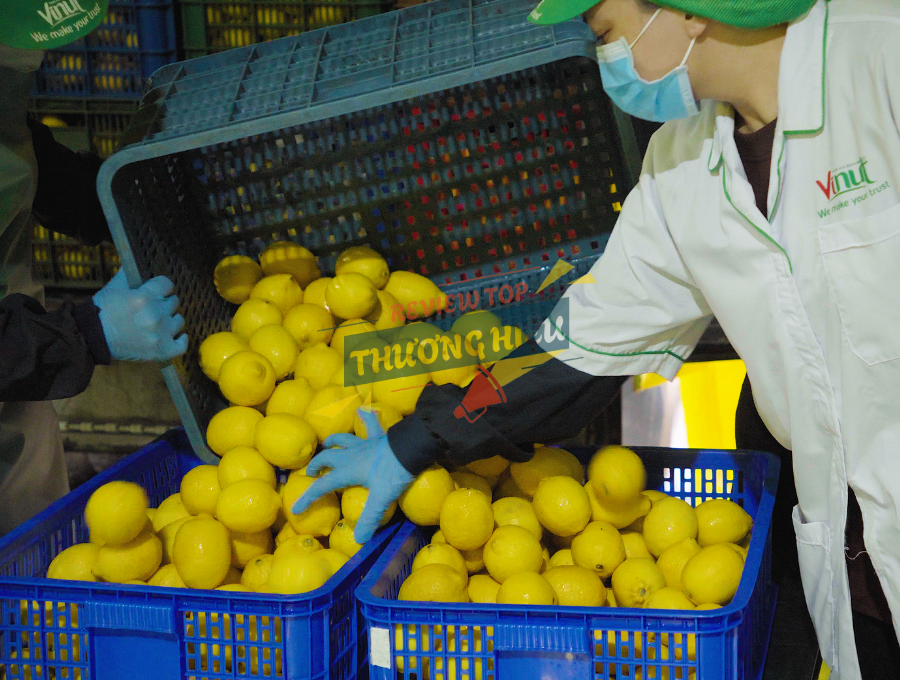 Chất lượng sản phẩm Vinut bắt nguồn từ việc kiểm soát chặt chẽ nguồn nguyên liệu đầu vào