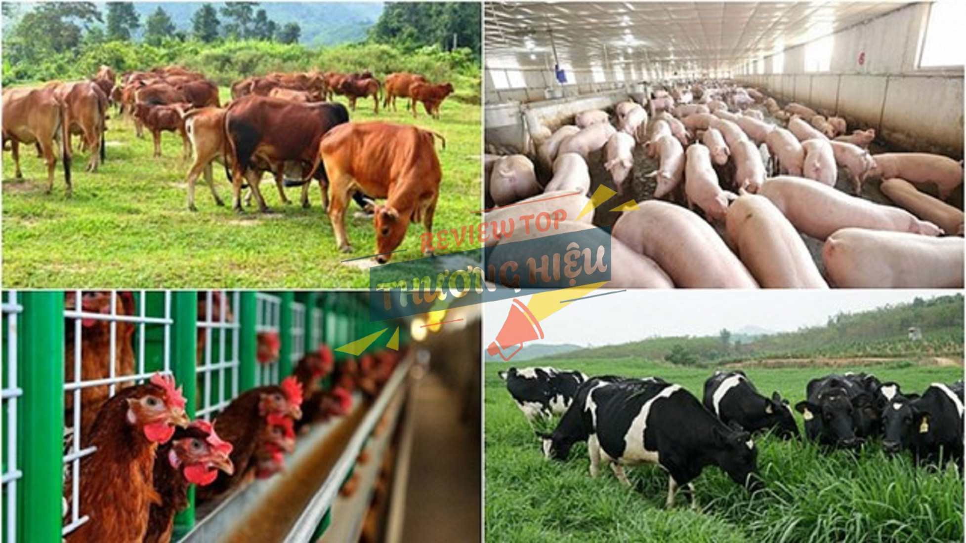 Năng lực cung ứng và Mạng lưới phân phối thức ăn chăn nuôi